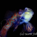 mandarinfish_rr_h_0040_yap0614.jpg